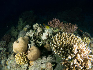 seabed with underwater life