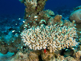 Plakat seabed with underwater life