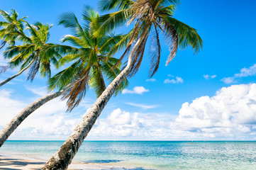 Tropical paradise palm trees leaning out over the calm waters of a deserted Brazilian beach on a remote island in Bahia, Brazil