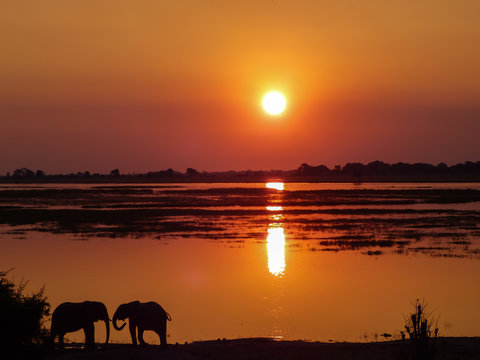 orange sunset at Chobe river in Botswana with silhouettes of two elephants