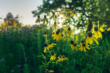 close-up of a group of sunflowers in a field at sunset with a large tree