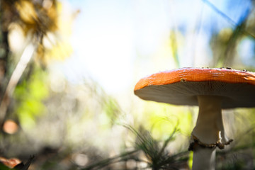 Poisonous Spotted Mushrooms in Magical Green Forest