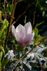 Magnolia soulangeana / magnolia Soulange'a