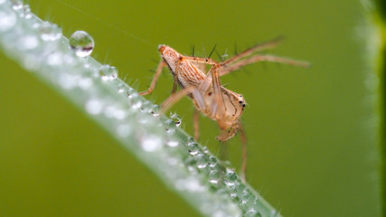 Blurred image, jumping spider on wild grass and dewdrops in morning light   with green nature background
