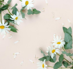 Flowers composition background. bouquet of flowers camomiles and green eucalyptus branches on pale beige background. Flowers frame. Valentine's day, women's day concept.Top view. Copy space