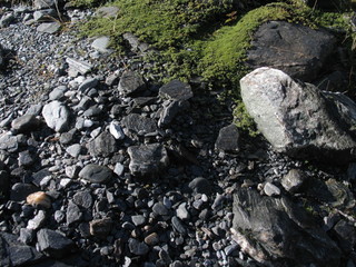New Zealand. Nature  in Franz Joseph Glacier. Oceania