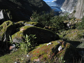 New Zealand. Nature  in Franz Joseph Glacier. Oceania