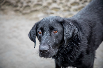 portrait of a dog