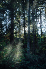 Fototapeta premium morning in the forest