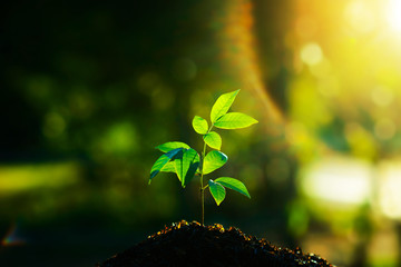 Seedling are growing in the soil and sunlight in the morning. / World Soil Day. / World Soil Day.