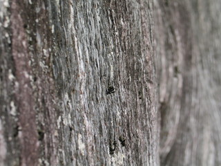 New Zealand. Nature  in Franz Joseph Glacier. Oceania
