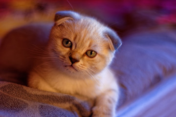 funny little kittens