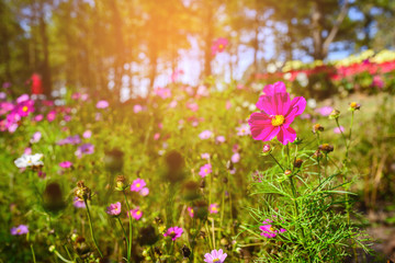 Sulfur Cosmos flower with beautiful pastures with morning sun. 