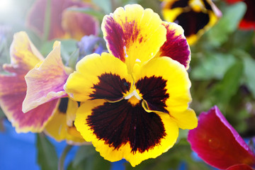 Close-up of multicolored yellow and red pansy (viola)