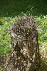 Empty bird nest placed on tree stump