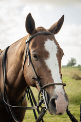 Obraz premium portrait of a horse