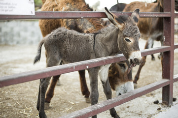 Young beautiful donkeys are standing in the stall