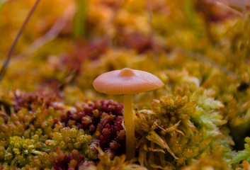 mushroom galerina fungi