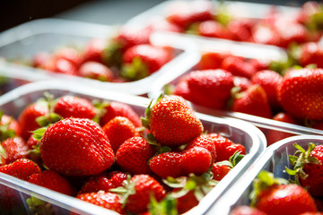 Close up of fresh red ripe strawberries in transparent plastic container boxes