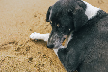 Calm not purebred big black and white dog resting at sunny summer sandy beach. Closeup profile portrait of animal. Horizontal color photography