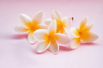 Plumeria flowers isolated on light pink background