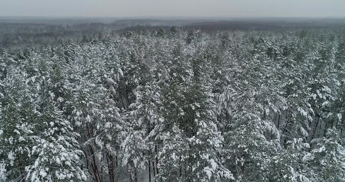 Winter forest, Ukraine, Rivne 