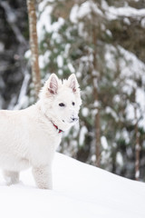 Obraz na płótnie Canvas Swiss shepherd puppy in winter forest 