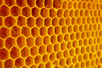 Yellow Honeycomb closeup background