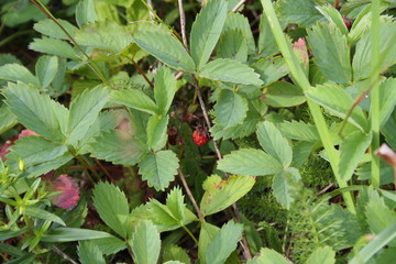 Wild strawberries
