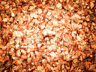 Golden autumnal leaves as nature background.