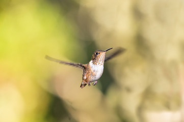 Fototapeta premium Magenta-throated Woodstar