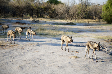 Fototapeta na wymiar wild dogs in the savannah