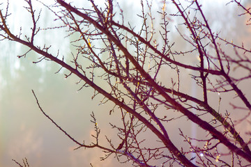 Fototapeta na wymiar Bare tree branches against the sun in winter or early spring_