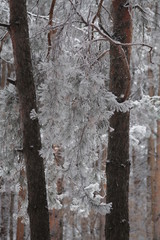 Fototapeta premium pine branch