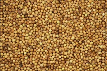 Coriander seeds background