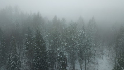 fog haze gray gloomy forest trees road path nature winter snow