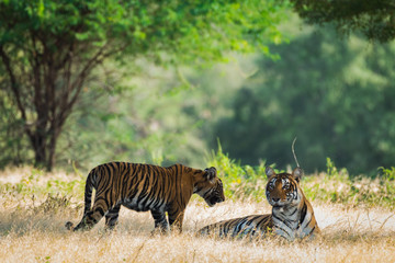 Fototapeta premium tiger cub and a mother at ranthambore tiger reserve, india