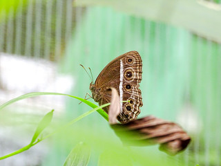butterfly on Green leaf