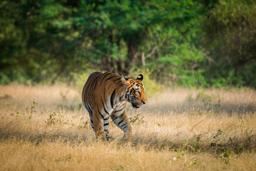 Fototapeta na wymiar tiger cub roaming at ranthambore tiger reserve, india