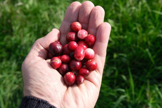 Habd full of cranberries outside