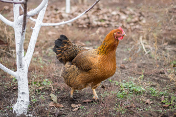 Brown chicken walks around the garden looking for food. Spring day in the garden_