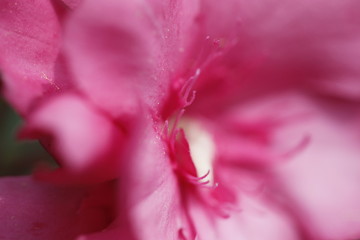 bl&uuml;hende Blumen