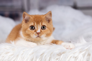 BKH Kitten Kater in red-white - sehr hübsch 
