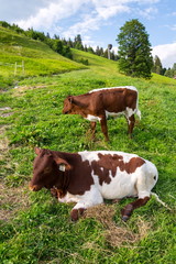 Fototapeta na wymiar Cow pasture on beautiful green Alps mountain meadow, summer sunny day copy space, sustainable ecological organic farming concept