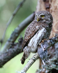Eurasian Pygmy Owl