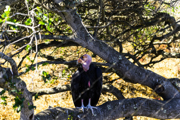 California Condor
