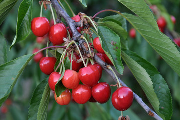 On a tree branch, ripe berries Prunus avium (cherry)