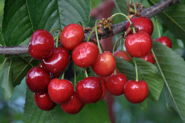 On a tree branch, ripe berries Prunus avium (cherry)