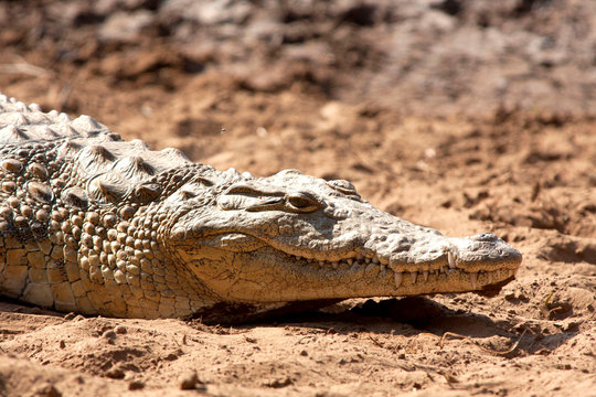 The famous Peter Pan Crocodile Smile