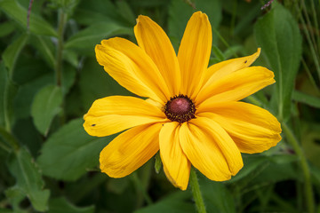 Blume Gelb